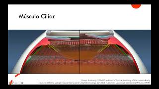 Anatomia del cuerpo ciliar y fisiologia del humor acuoso [upl. by Llertniuq]