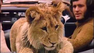 A lion called Christian The whole Documentary Full length [upl. by Hniv141]