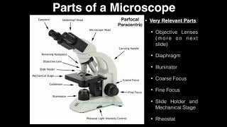 Lab Exercise 2 Microscopes and Cell Shapes [upl. by Herc]