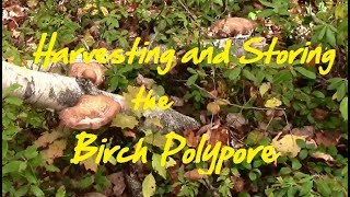 Harvesting and Storing the Birch Polypore [upl. by Nylimaj]