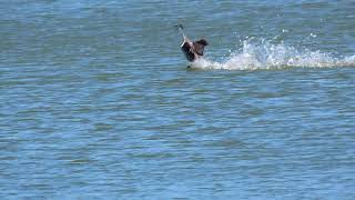 Western grebes courtship and aggression [upl. by Aleil]