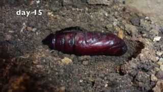 Deaths Head Hawk Moth Development of pupa [upl. by Anasor]