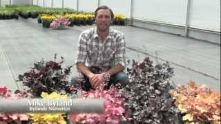 Heuchera Perennials  2012 Plant of the Year [upl. by Imled]