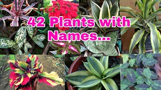 PLANTS AND NAMES [upl. by Lrem991]