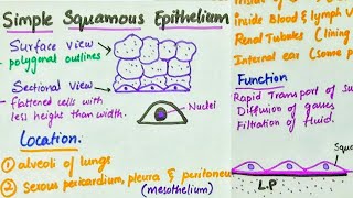 Simple Squamous Epithelium  Location  Function [upl. by Cired]