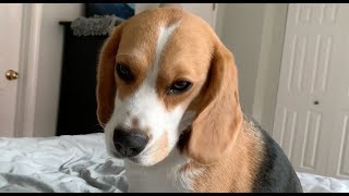 Cute beagle sees ocean for the first time 4K [upl. by Nivets]