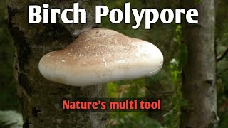 Birch polypore Natures multi tool [upl. by Ecnarretal]