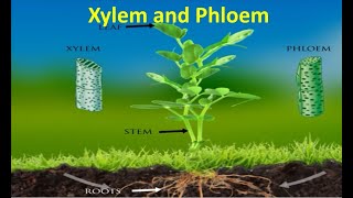 Xylem and Phloem [upl. by Revorg655]