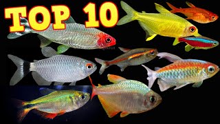 Top 10 Tetras [upl. by Cash]