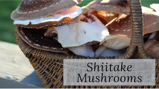 Using and Preserving Shiitake Mushrooms [upl. by Carrissa]