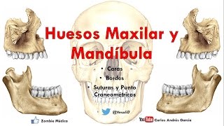 Anatomía  Huesos Maxilar y Mandibula Caras Bordes Inserciones Musculares [upl. by Pahl]