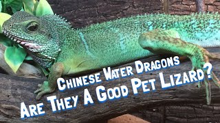 Chinese Water Dragons Are They A Good Pet Lizard [upl. by Braden841]