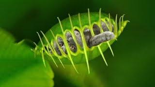 10 Deadly Plants That Eat Animals [upl. by Anoirb509]