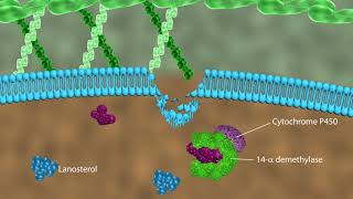 Mechanism of action of antifungal drugs [upl. by Enyahc]