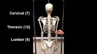 Anatomy of the Axial Skeleton [upl. by Nabal]