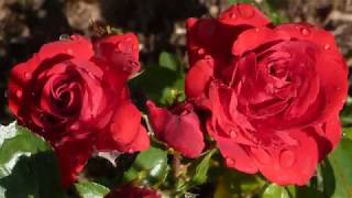 Für mich solls rote Rosen regnen – Hildegard Knef [upl. by Alida837]