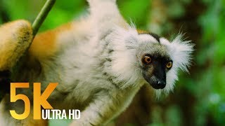 5K Madagascar Wildlife  Incredible Nature and Wildlife of Madagascar  4 HOURS [upl. by Aciruam726]