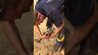 Farrier finds a hoof abscess [upl. by Deni]