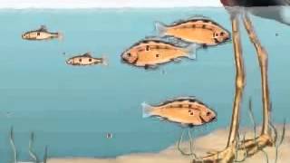 Bioaccumulation and Biomagnification Animation 2 [upl. by Grider658]