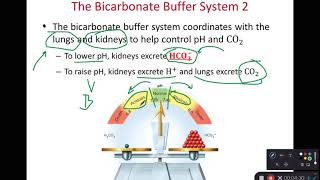 BIOL 314 Bicarbonate Phosphate amp Protein Buffers Ch 24 Part 3 [upl. by Barn497]