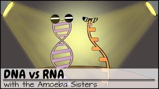 DNA vs RNA Updated [upl. by Nibaj]