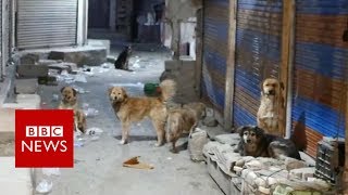 Tracking down Indias killer dogs  BBC News [upl. by Litnahc]