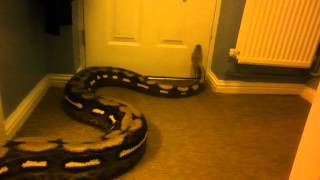 huge reticulated python [upl. by Llennor]