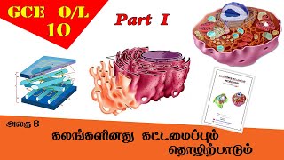 கலம்  Cell structure amp function  Grade 10 Science  GCE OL Tamil Medium [upl. by Raman]