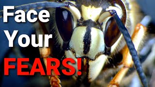 5 things you NEED to know about WASPS HORNETS and YELLOW JACKETS [upl. by Saihtam]