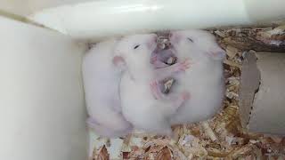 Baby Syrian hamsters Squeaking very loud [upl. by Ardnohsal985]