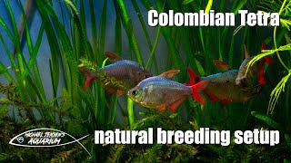 Colombian Tetra  natural breeding setup [upl. by Ollie]