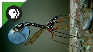 Wasp Deposits Parasitic Larvae Deep Inside Tree Trunk [upl. by Scopp826]