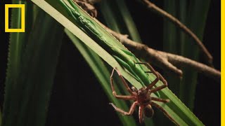 Ce phasme est capable de repousser une araignée géante [upl. by Wiburg]