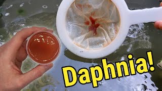 How I Culture Daphnia In Outdoor Tubs [upl. by Laurin717]