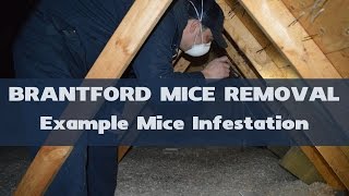 Example Mice Infestation in Attic  Brantford Mice Removal [upl. by Carmina]