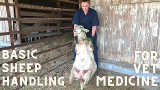 Basic Sheep Handling for the Veterinary Technician [upl. by Lozano]