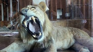 Lion shows off MASSIVE teeth [upl. by Landes]