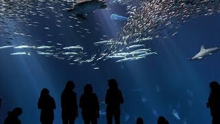 Montereys Cannery Row amp Aquarium [upl. by Atenek95]