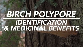 Birch Polypore — Mushroom Identification amp Medicinal Benefits with Adam Haritan [upl. by Hymie]