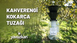 KAHVERENGİ KOKARCA TUZAĞI [upl. by Adikam536]