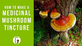 How To Make A Double Extract Medicinal Mushroom Tincture StepByStep Guide  GroCycle [upl. by Ladnyc]