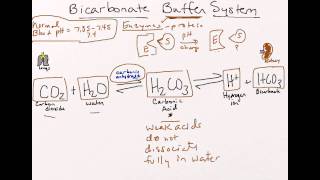 Bicarbonate Buffer System [upl. by Endaira]