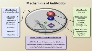 Mechanisms and Classification of Antibiotics Antibiotics  Lecture 3 [upl. by Chon]