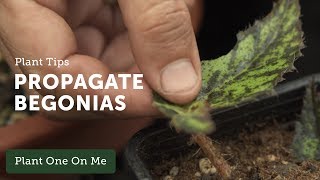 How to Propagate Begonias — Ep 108 [upl. by Naneik]