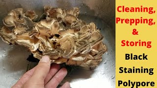 Cleaning And Storing The Black Staining Polypore Mushroom [upl. by Ellsworth]