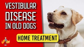 5 Essential Home Treatment Tips for Old Dog Vestibular Disease  Dog Health Vet Advice [upl. by Arama]