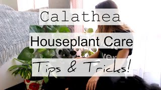 How to Care For Calathea Houseplants  Prayer Maranta Indoor Plant Care [upl. by Laira]