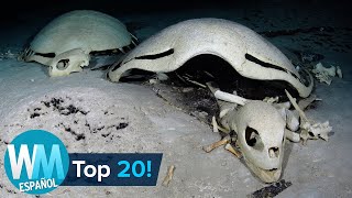 ¡Top 20 Cosas Más ESPELUZNANTES Encontradas en el Océano [upl. by Eiramanitsirhc]