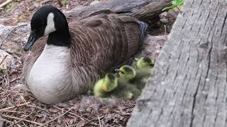 A Canada Goose Documentary [upl. by Eimmij465]