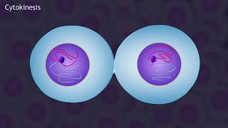 Mitosis and the Cell Cycle Animation [upl. by Uohk748]